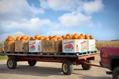 Where and How to Recycle or Sell Used Pumpkin Produce Boxes in the Fall 