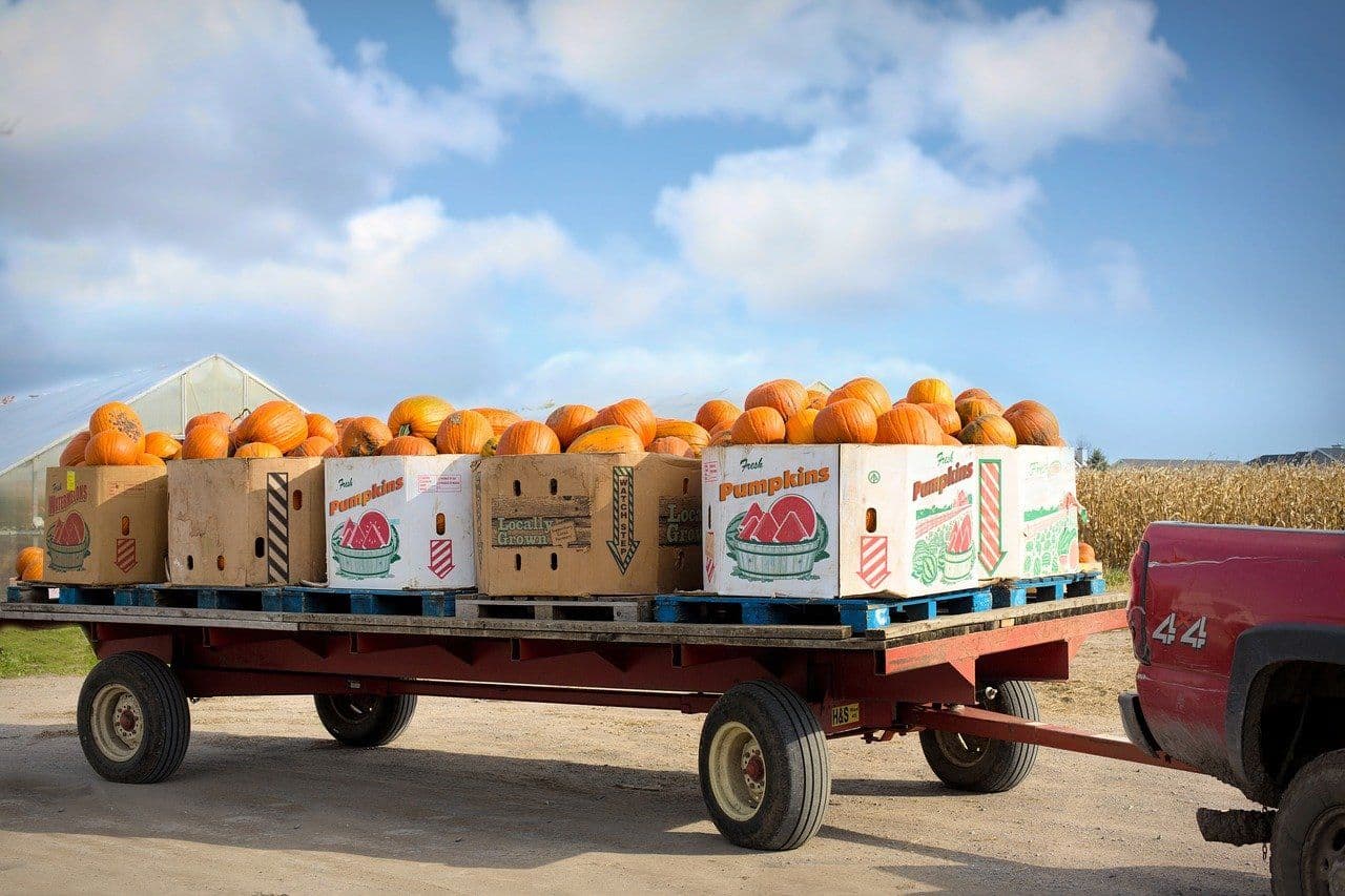 Where and How to Recycle or Sell Used Pumpkin Produce Boxes in the Fall 